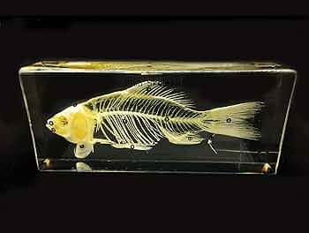 魚類標本 810GS4jQsVL._UF350,350_QL80_.jpg